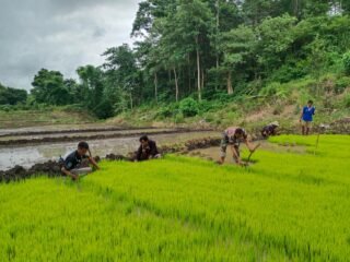 Babinsa Koramil 03/Katikutana Bantu Warga Cabut Bibit Padi, Wujud Nyata Ketahanan Pangan