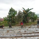 Satgas TMMD ke-127 dan Warga Tri Buana Kompak Tanam Sayur untuk Ketahanan Pangan