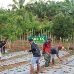 Dukung Ketahanan Pangan, Satgas TMMD Reguler ke-127 Kodim 1015/Sampit Dan Warga Tanam Sayur