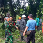 Gotong Royong Evakuasi Pohon Tumbang, Babinsa Pesinggahan Tegaskan  Sinergi Aparat Dan Masyarakat Jadi Kunci Penanganan Cepat