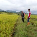 Babinsa Desa Takkalasi Laksanakan Pemantauan Luas Tambah Tanam (LTT) Tahun 2026