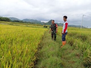 Babinsa Desa Takkalasi Laksanakan Pemantauan Luas Tambah Tanam (LTT) Tahun 2026