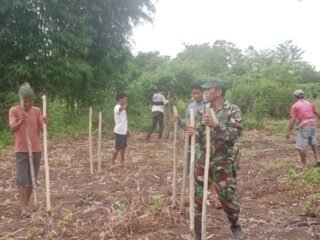 Melalui Komsos Hanpangan, Babinsa Perkuat Ketahanan Pangan Desa