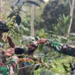 Dari Perbatasan untuk Kesejahteraan: Satgas Swasembada Yonif 751/VJS Edukasi Budidaya Kopi Warga Oksibil
