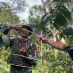 Dari Perbatasan untuk Kesejahteraan: Satgas Swasembada Yonif 751/VJS Edukasi Budidaya Kopi Warga Oksibil