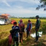 Wujudkan Ketahanan Pangan, Babinsa Koramil 1420-05 Dampingi Panen Padi di Desa Salobukkang