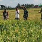 Babinsa Koramil Miri Pantau Perkembangan Padi Jelang Masa Panen