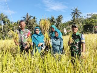 Jajaran Korem 012/TU Perkuat Sinergi Ketahanan Pangan pada Panen Padi Gogo di Sabang