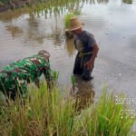 Pendampingan LTT, Babinsa Koramil Bakumpai Wujudkan Ketahanan Pangan Daerah