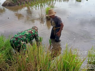 Pendampingan LTT, Babinsa Koramil Bakumpai Wujudkan Ketahanan Pangan Daerah