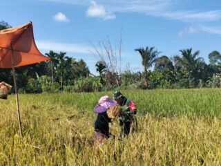 Korem 012/TU Perkuat Swasembada Pangan Lewat Pendampingan Petani Desa Tameng