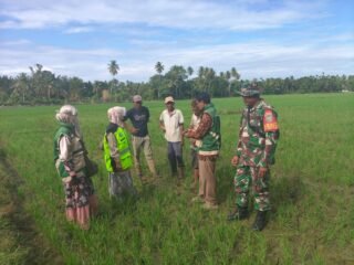 Babinsa Koramil 09/Lembah Sabi Jajaran Korem 012/TU Pantau Pertumbuhan Padi