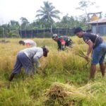 Babinsa Elikobel Turun ke Sawah, Wujud Nyata TNI Dukung Ketahanan Pangan di Papua Selatan