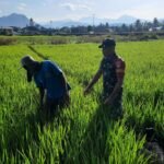 Koramil 01/Jaya Dukung Ketahanan Pangan Lewat Pendampingan Petani