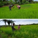 Babinsa Koramil 08/Arongan Lambalek Kodim 0105/Abar Dampingi Petani Cek Pertumbuhan Padi di Desa Cot Buloh