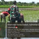 Serka Asrofi Turun ke Sawah, Wujud Nyata Sinergi Babinsa dan Petani di Barito Kuala