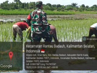 Serka Asrofi Turun ke Sawah, Wujud Nyata Sinergi Babinsa dan Petani di Barito Kuala