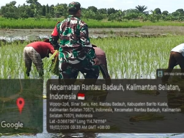 Serka Asrofi Turun ke Sawah, Wujud Nyata Sinergi Babinsa dan Petani di Barito Kuala