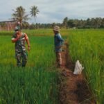 Babinsa Koramil 06/Teunom Tinjau Pertumbuhan Padi Petani di Paya Baro