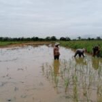 Dukung Ketahanan Pangan, Babinsa Turun Langsung ke Sawah