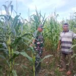 Di Balik Rimbunnya Jagung, Ada Peran Babinsa yang Setia Mendampingi