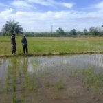Babinsa Panga Kawal Budidaya Padi, Perkuat Ketahanan Pangan di Wilayah