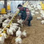 Kodim 0428/Mukomuko, Melaksanakan Pemantauan Ketahanan Pangan Ternak Ayam Pedaging, di Wilayah Desa Binaannya