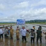 TNI Dukung Ketahanan Pangan, Kasdim 1302/Minahasa Turun Langsung Tanam Padi di Kakas Barat.