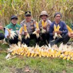 Sinergi TNI-POLRI dan Petani, Babinsa Landih Hadir Perkuat Ketahanan Pangan Wilayah