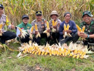Sinergi TNI-POLRI dan Petani, Babinsa Landih Hadir Perkuat Ketahanan Pangan Wilayah