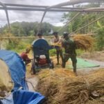 Babinsa Koramil 02/Walakaka Bantu Warga Rontok Padi, Wujud Nyata Dukung Ketahanan Pangan