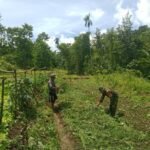 Babinsa Koramil 01/Loli Komsos Bersama Petani Sayur di Sobawawi
