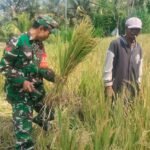 TNI Hadir  Sejahterakan Petani, Koptu Sang Putu Yusdianta Bantu Petani Di Subak Sengkiding Panen Padi