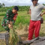 Dampingi Ubinan, Babinsa Banjarangkan Tegaskan Dukungan TNI Optimalkan Hanpangan Dan Kesejahteraan Petani