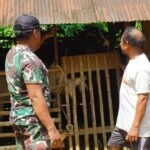 Peternak Kambing Desa Tri Buana Harap Akses Jalan TMMD Segera Selesai