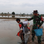 Perkuat Ketahanan Pangan, Babinsa Kopda Haslan Pantau Penaburan Benih Padi di Wilayah Binaan