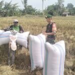 Wujud Nyata Ketahanan Pangan, Babinsa Koramil 1420-03/Maritengngae Dampingi Petani Panen Padi di Kelurahan Sidenreng