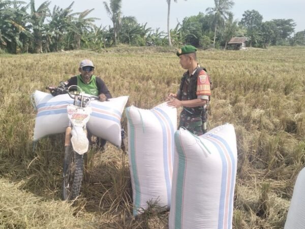 Wujud Nyata Ketahanan Pangan, Babinsa Koramil 1420-03/Maritengngae Dampingi Petani Panen Padi di Kelurahan Sidenreng