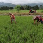 Sertu Suhardi Laksanakan Kegiatan Teritorial Pendampingan Penyulaman dan Perawatan Padi di Kelurahan Ulu Wolo