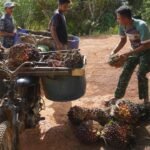 Anggota Satgas TMMD 127 Kodim 1015/Sampit Bantu Warga Angkut Hasil Kebun Sawit