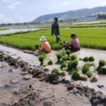 Babinsa Koramil Elar Aktif Dampingi Petani, Panen Bibit Padi di Sambi Rampas