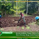 Dorong Ketahanan Pangan, Babinsa Desa Umera Bersama Warga Tanam Kangkung