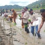 Sinergi TNI dan Pemda TTS: Panen Raya Jagung, Padi hingga Sapi di Linamnutu Berjalan Sukses