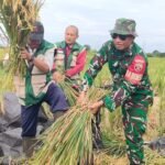 Sinergi  TNI, PPL Dan Petani Di Subak Dlod  Banjarangkan, Serma Asih Bergerak Sukseskan Swasembada Pangan Melalui Pendampingan Ubinan