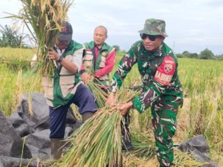 Sinergi  TNI, PPL Dan Petani Di Subak Dlod  Banjarangkan, Serma Asih Bergerak Sukseskan Swasembada Pangan Melalui Pendampingan Ubinan