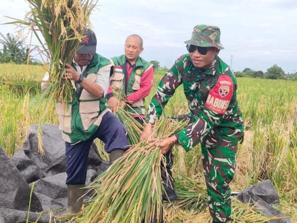 Sinergi  TNI, PPL Dan Petani Di Subak Dlod  Banjarangkan, Serma Asih Bergerak Sukseskan Swasembada Pangan Melalui Pendampingan Ubinan