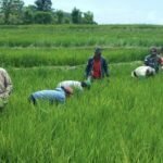 Babinsa Koramil 01/Loli Komsos Bersama Warga Bersihkan Rumput di Area Persawahan