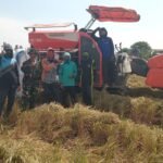 Perkuat Ketahanan Pangan, Babinsa Koramil 1420-03 Kawal Panen Raya Kelompok Tani Sipurennue