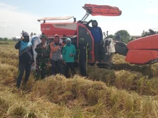 Perkuat Ketahanan Pangan, Babinsa Koramil 1420-03 Kawal Panen Raya Kelompok Tani Sipurennue