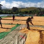 Babinsa Lasi Pererat Kemanunggalan TNI-Rakyat Lewat Pendampingan Petani Jagung